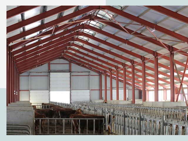 Строительство коровников в Великом Новгороде